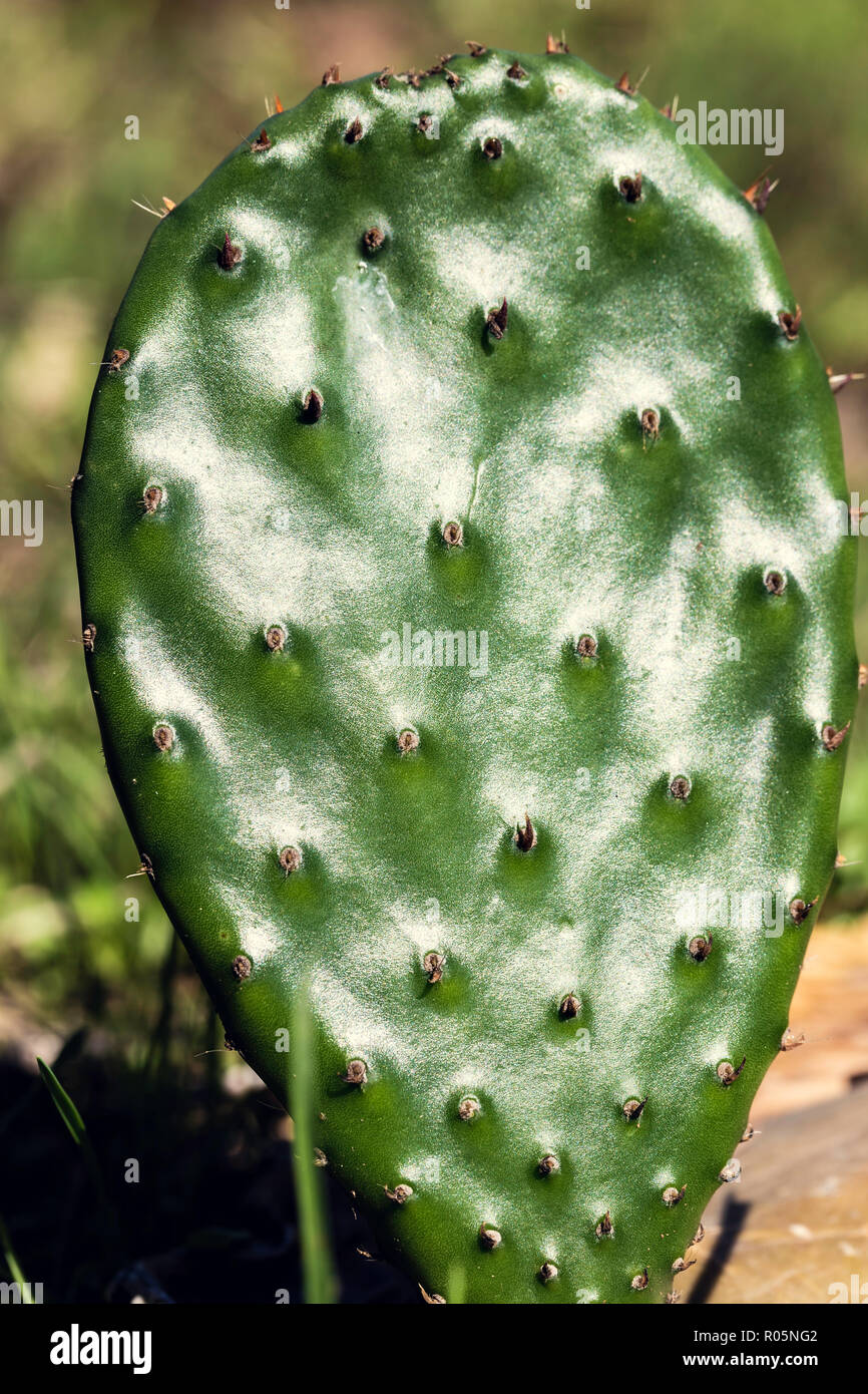 Leaf of prickly pear with spikes growing on the ground in the foreground, with the sun reflected in the green leaf Stock Photo