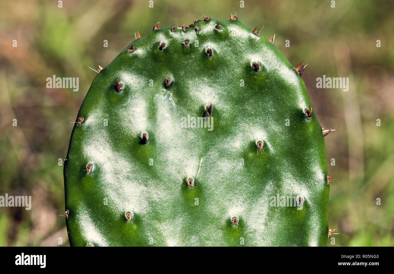 Prickly pear leaf with spikes in the foreground, with the sun reflected in the green leaf Stock Photo