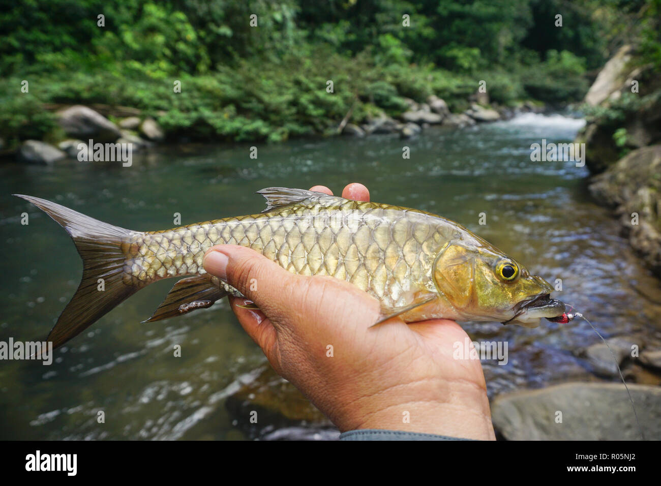 Close up of freshwater fish Malaysian Mahseer hooked on fly