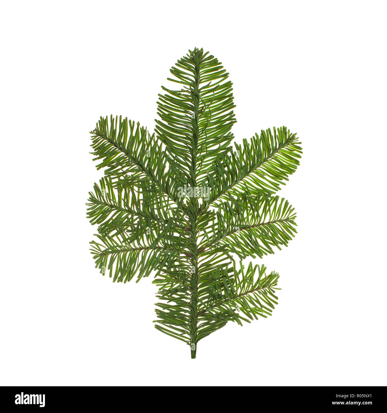 Christmas pine tree branch isolated on white background Stock Photo - Alamy