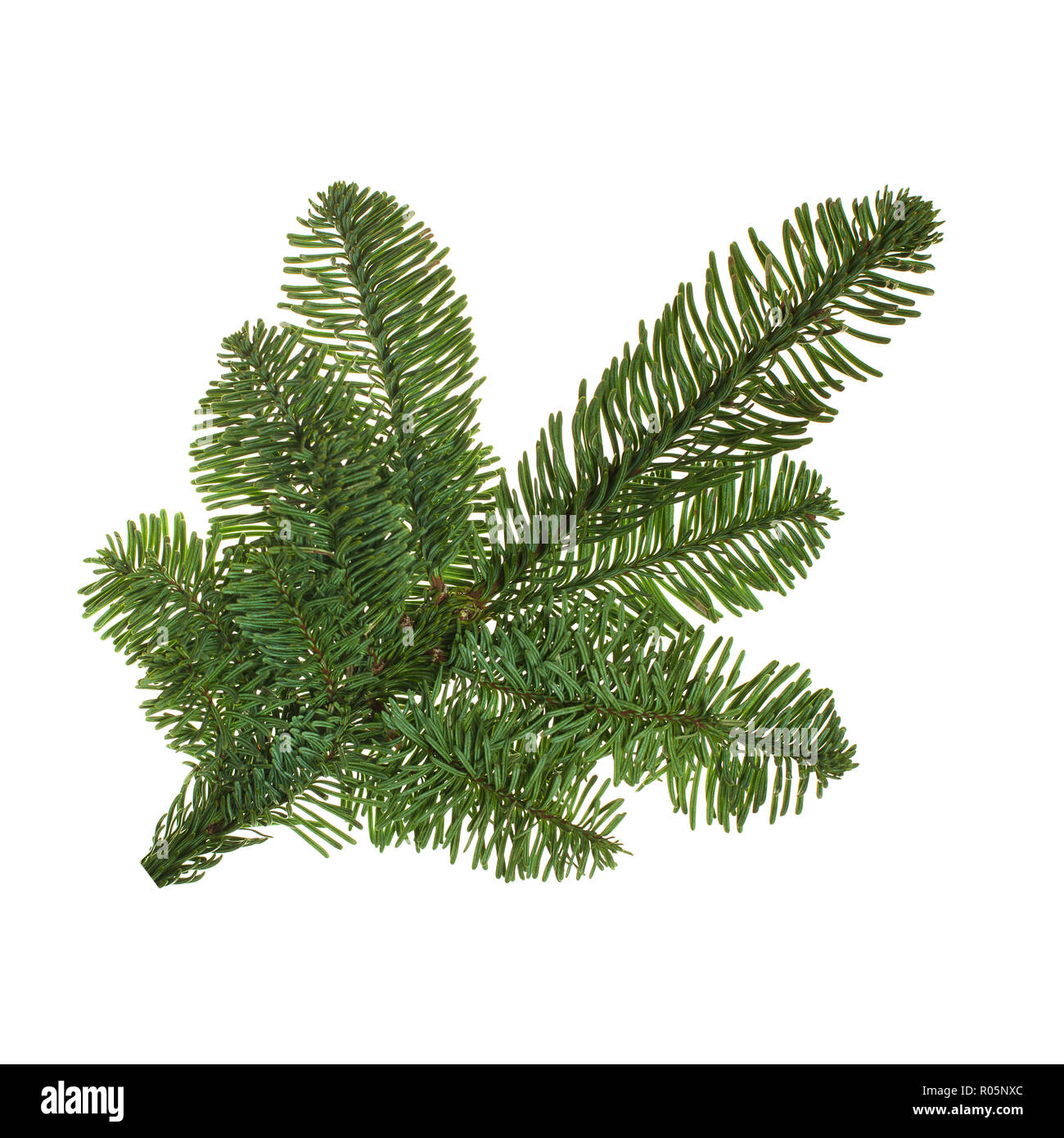 Christmas tree branch isolated on white background Stock Photo - Alamy