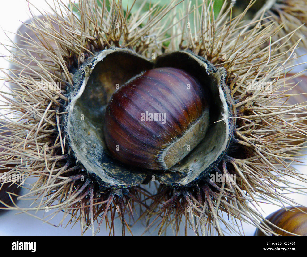 Photo of a chestnut Stock Photo Alamy