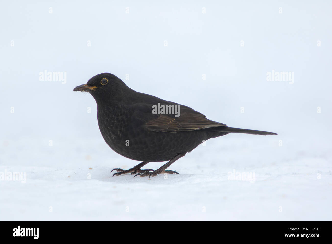 Common Blackbird (Turdus Merula), adult first winter male on snow covered ground with cocked tail, West Midlands, December Stock Photo
