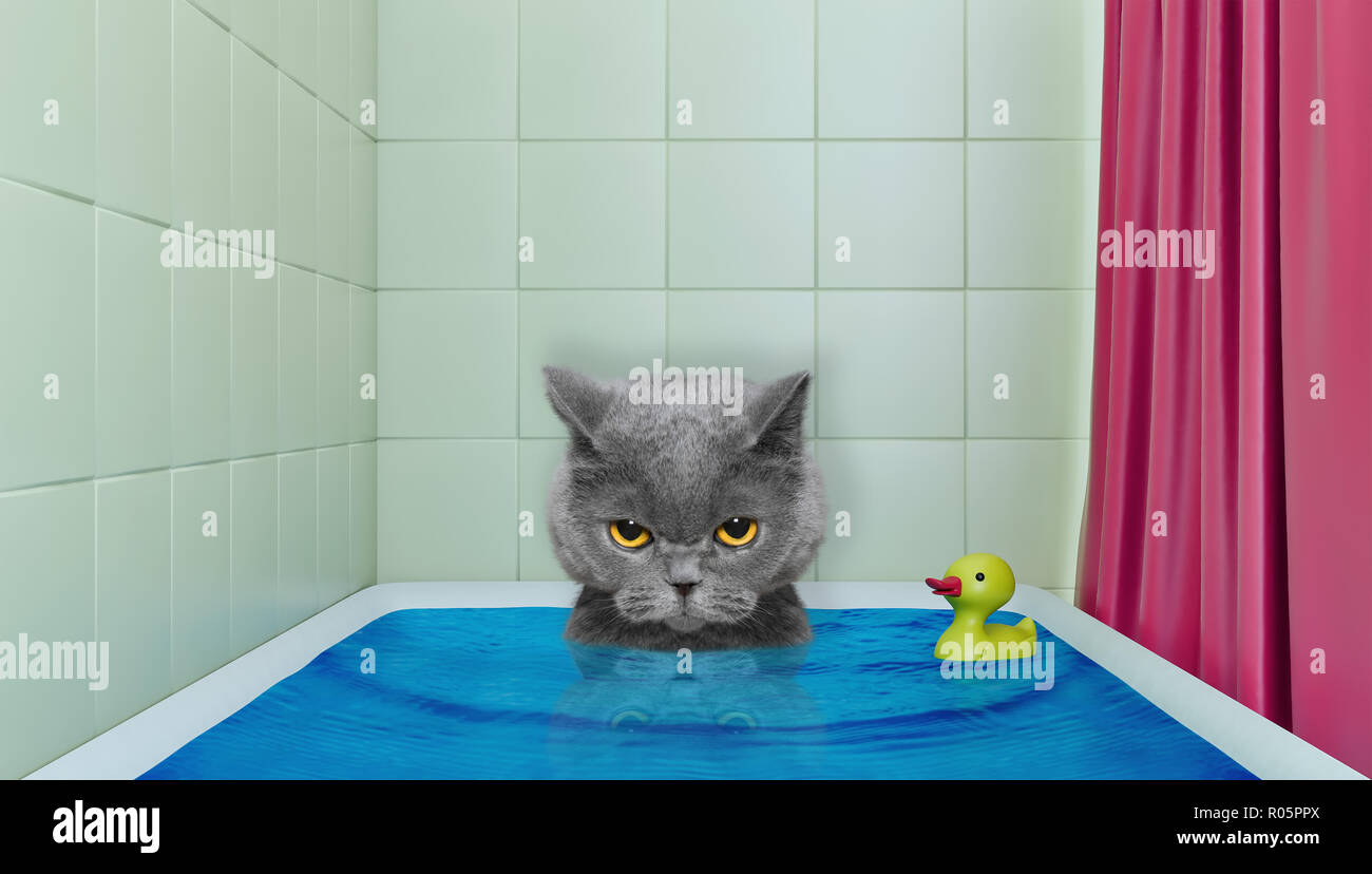 Cute little cat in the bath Stock Photo