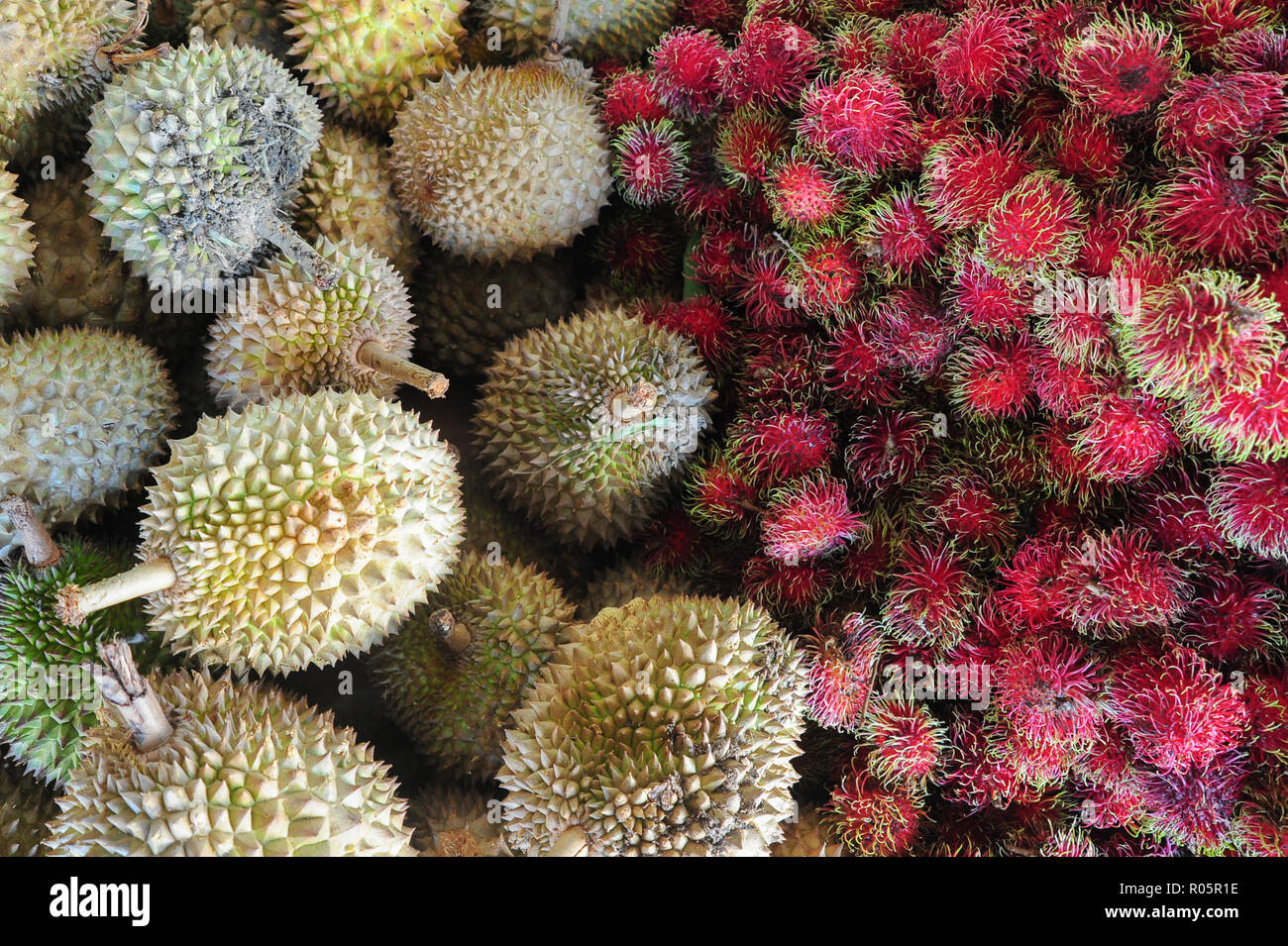 Unduh 5700 Gambar Durian Rambutan Keren 