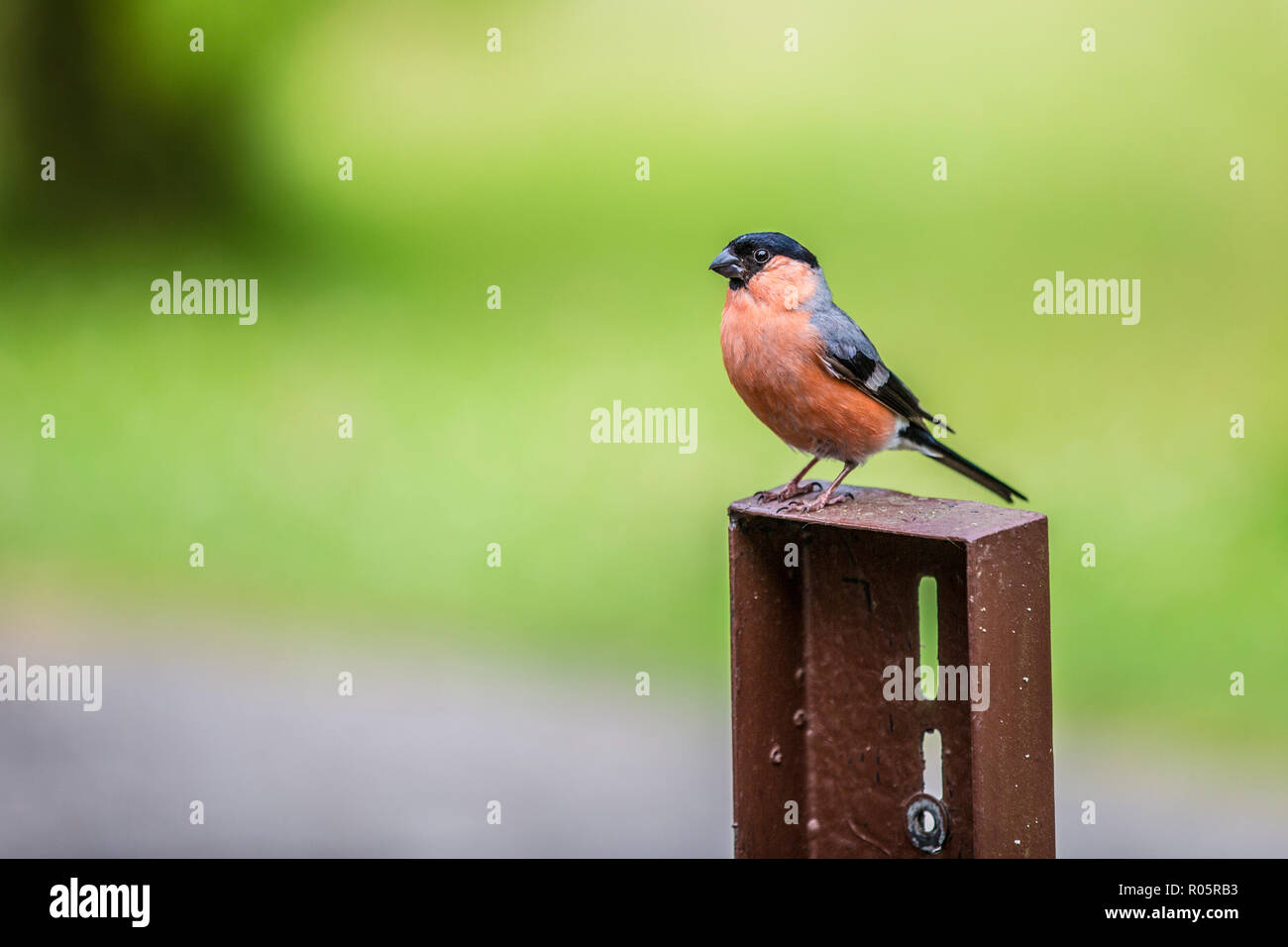beautiful image of a eurasian bullfinch bird standing on a metal pole with a green background, space for text or copy space Stock Photo