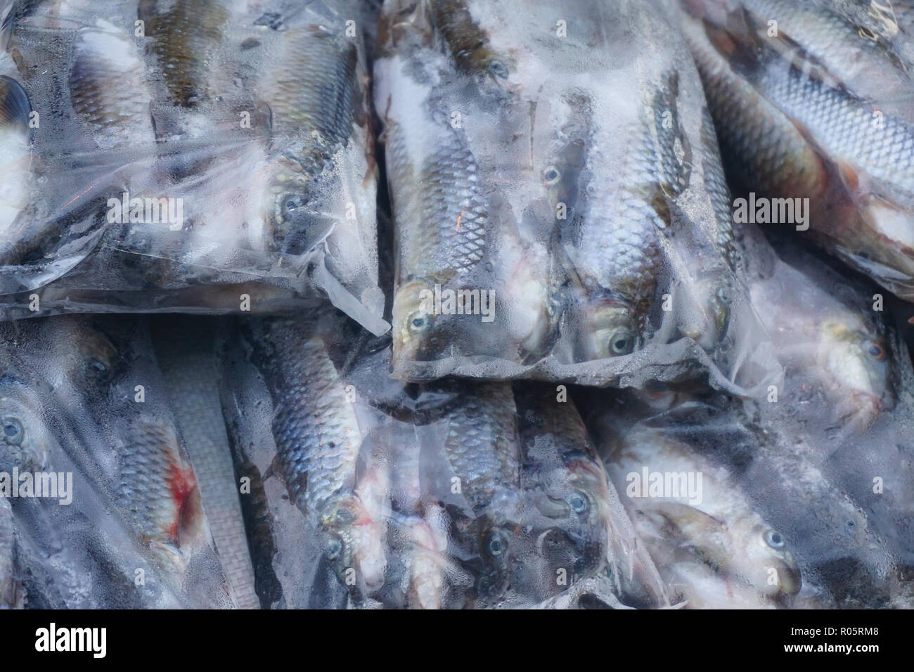 Fresh river fish sold at open market called Tamu in Sabah Malaysia Borneo Stock Photo