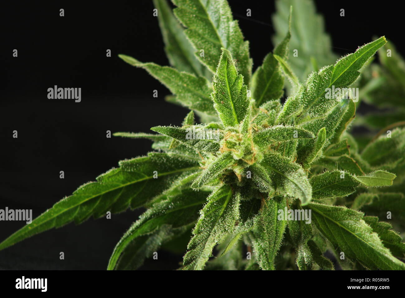 Close up top view of a cannabis plant budding up, isolated on black background Stock Photo