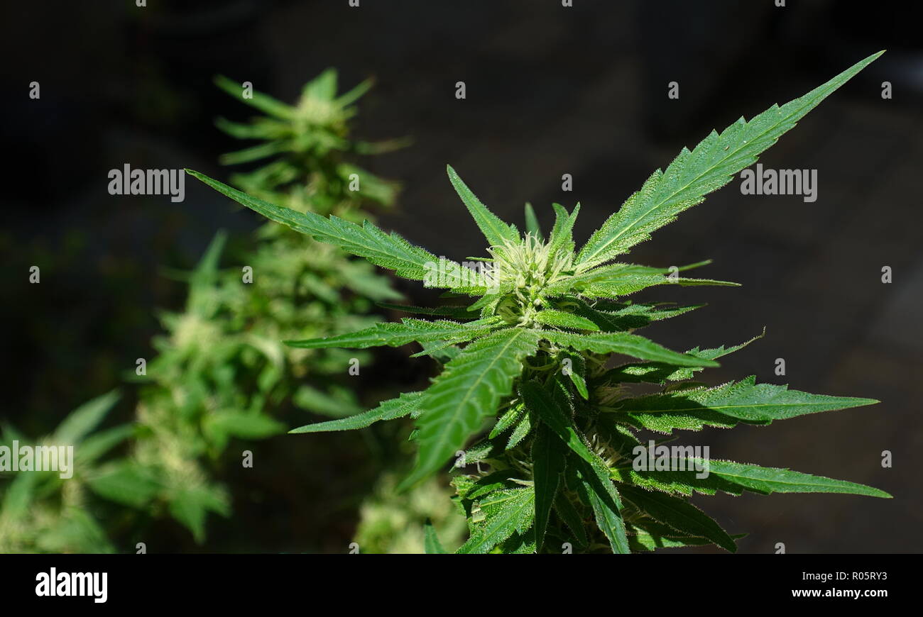Marijuana plant growing in garden, starting to bud. Close up against dark background. Stock Photo