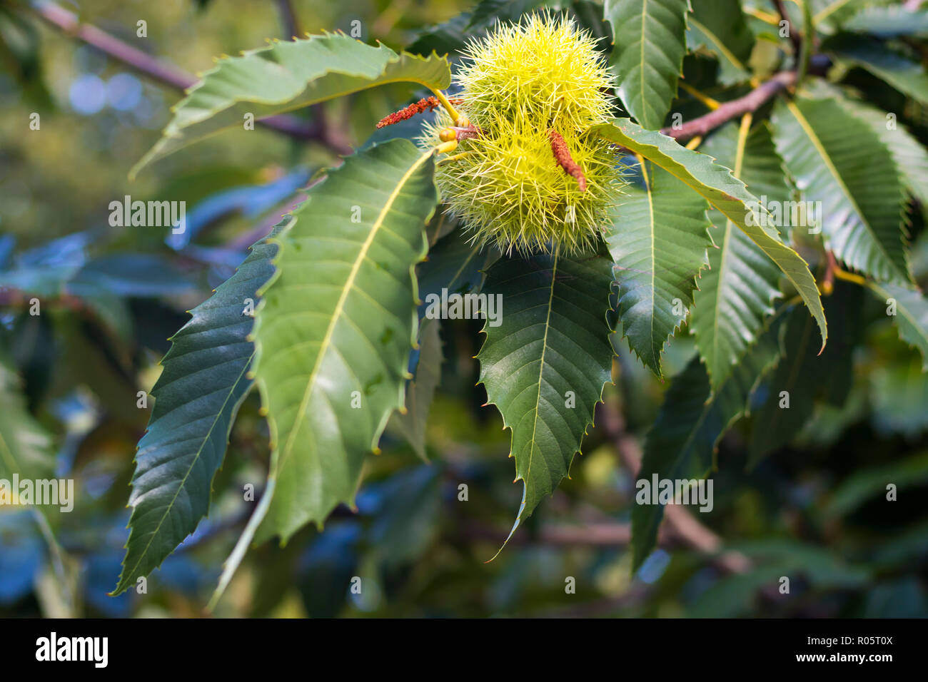 the Fragment of a sycamore tree with thorny seed Stock Photo