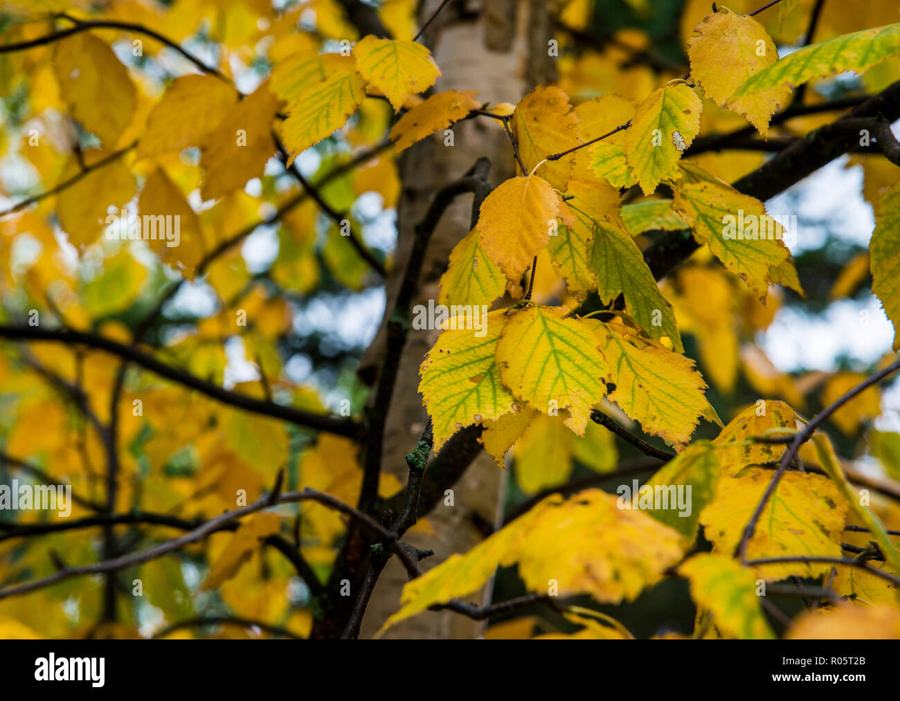 Detail of autumn colours in the forest of Riding Mountain National Park