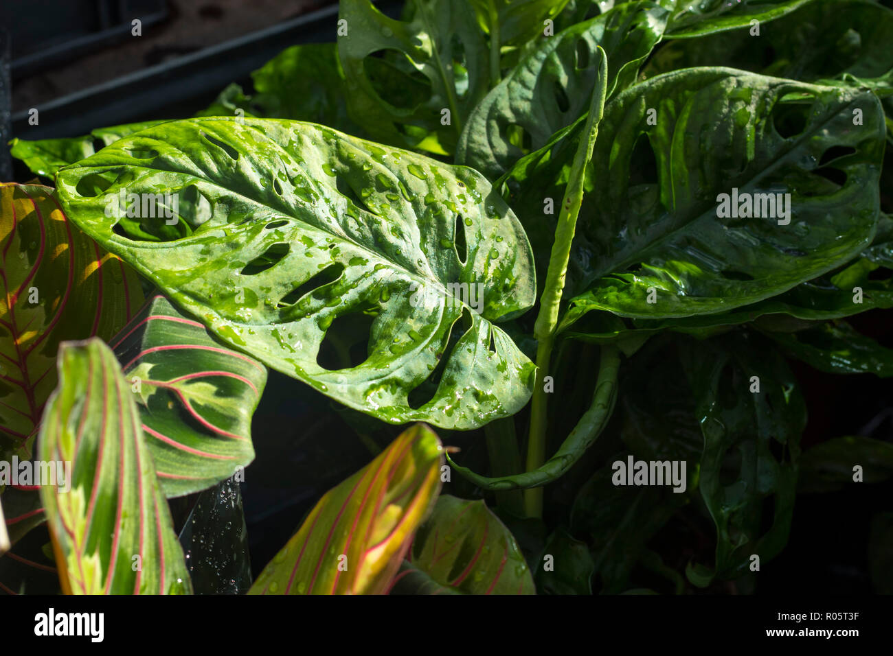 the Green plant in the garden. Fresh green and white leaf background (Dieffenbachia). Stock Photo