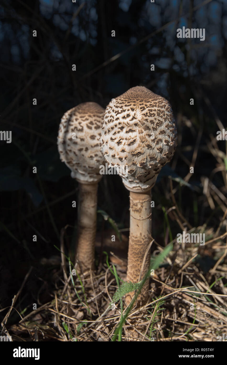Immature Parasol Mushroom, Macrolepiota procera, growing near the coastal footpath near Brandy Head, Budleigh Salterton, Devon. Stock Photo