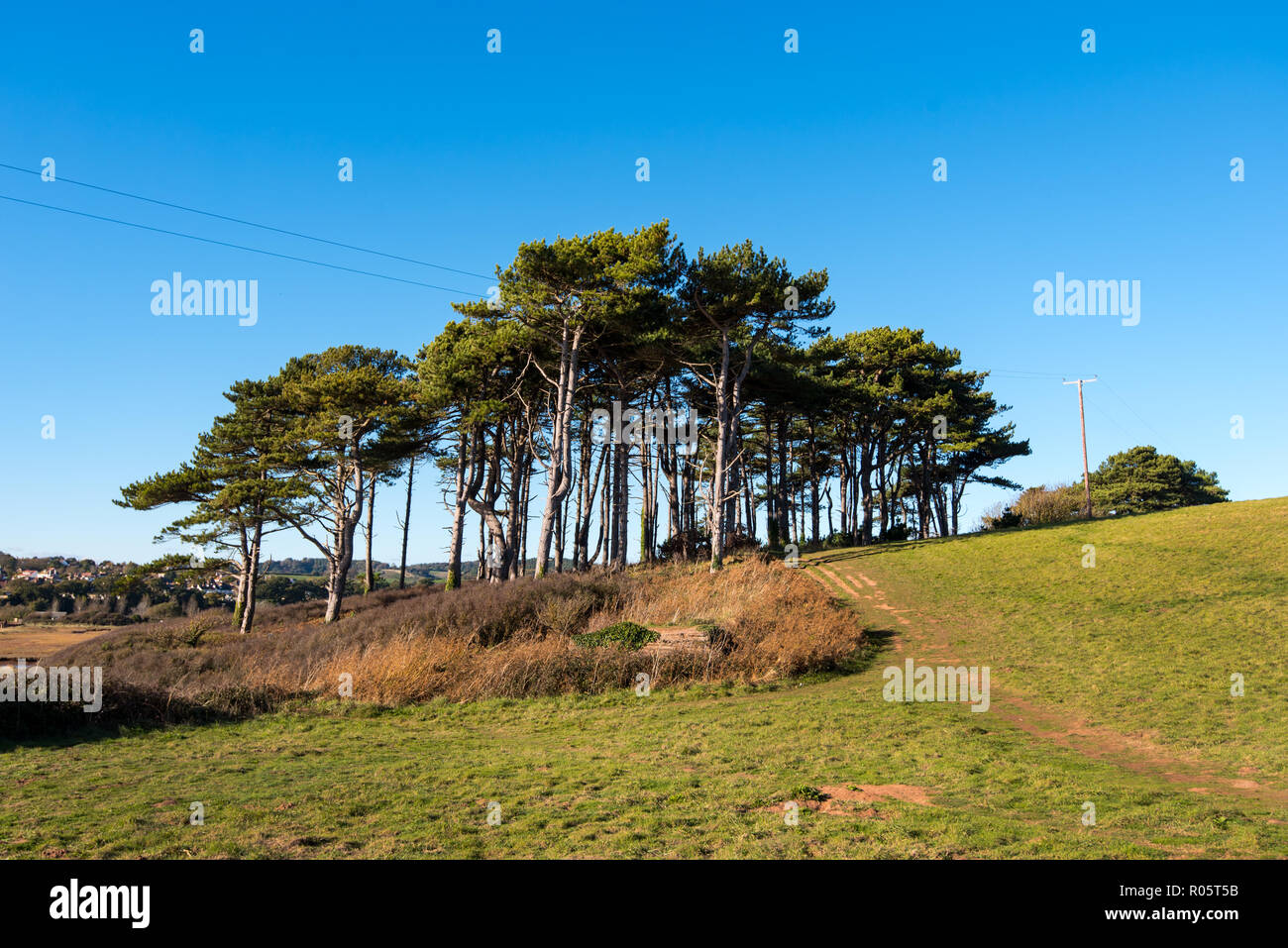 The stand of Scots Pine Trees at the mouth of the River Otter, Budleigh
