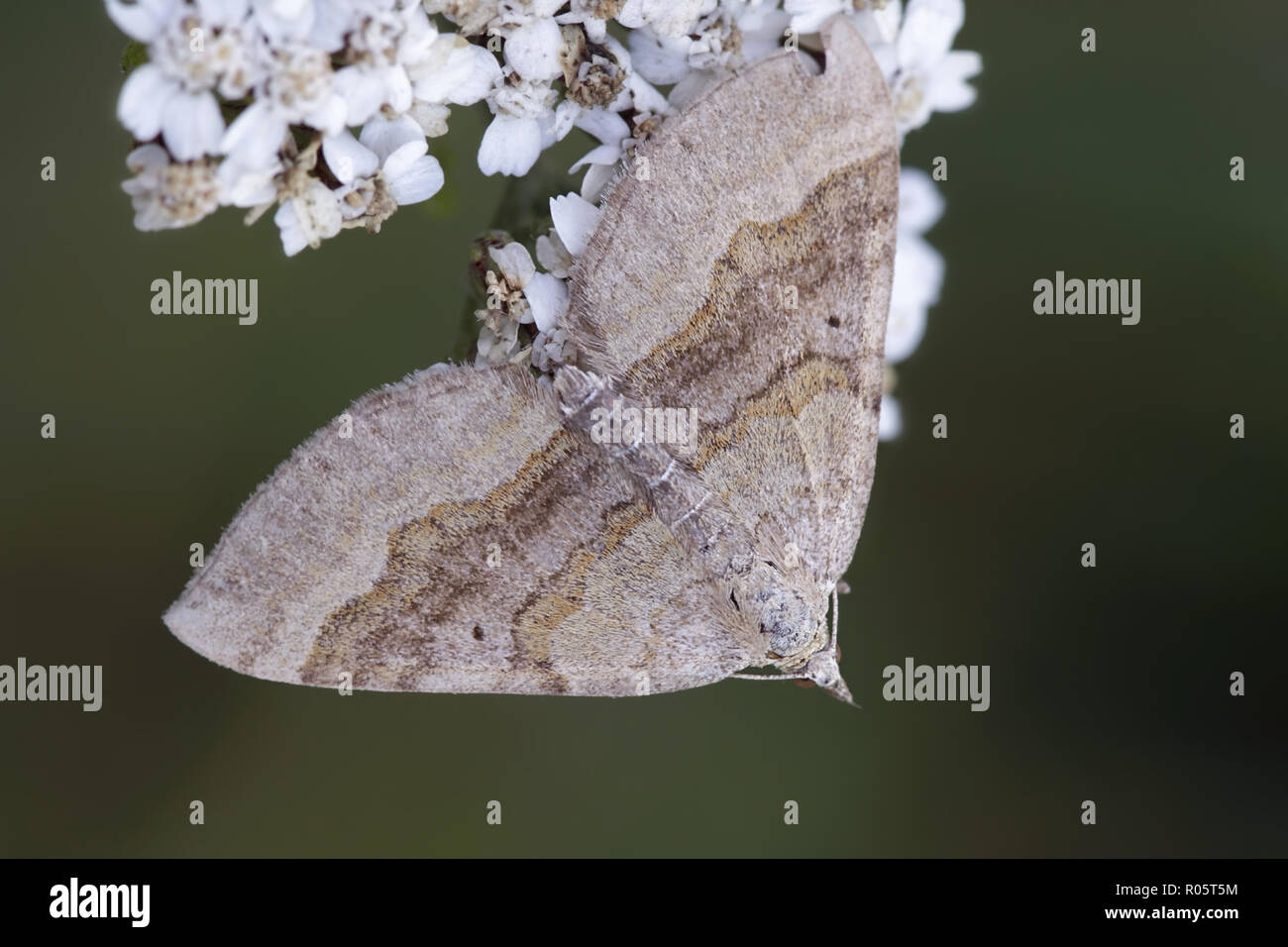 Shaded broad-bar moth, Scotopteryx chenopodiata Stock Photo