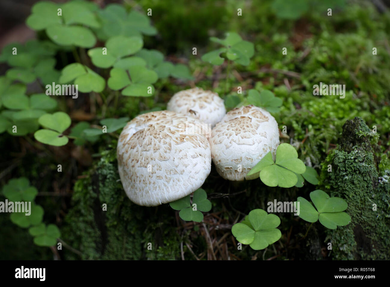 Lentinus lepideus. known as scaly lentinus and train wrecker mushroom. Stock Photo