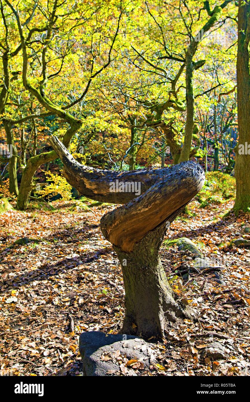 Intriguing effects of nature, creating a twisted and damaged tree stump