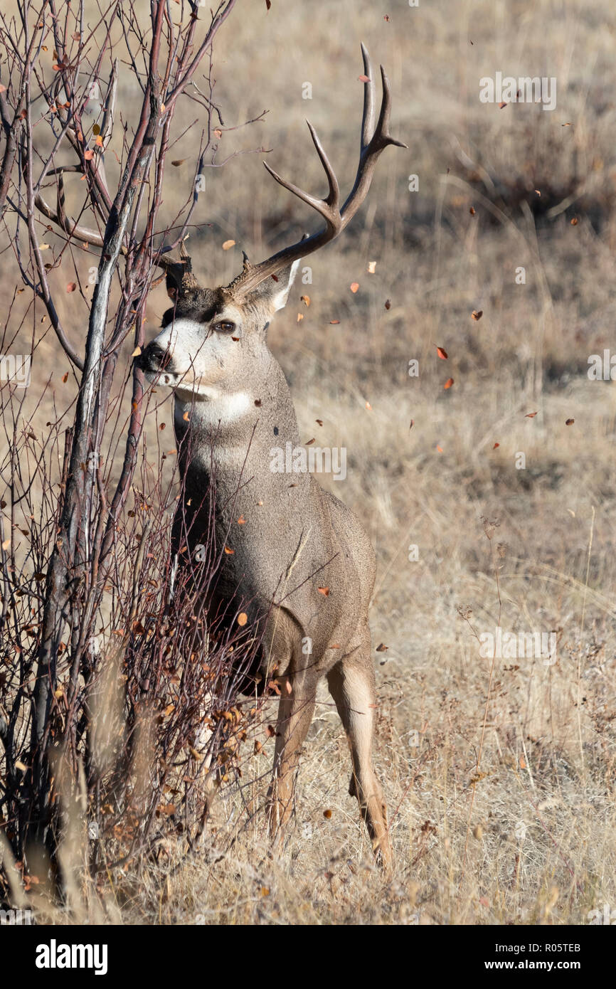 Raking Mule Deer Buck (Odocoileus hemionus), North America Stock Photo