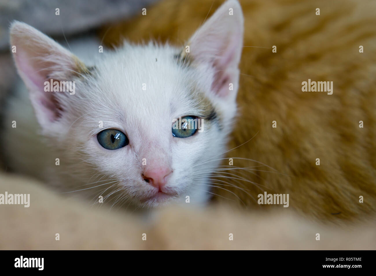 Little white cat lay with yellow cat in background Stock Photo