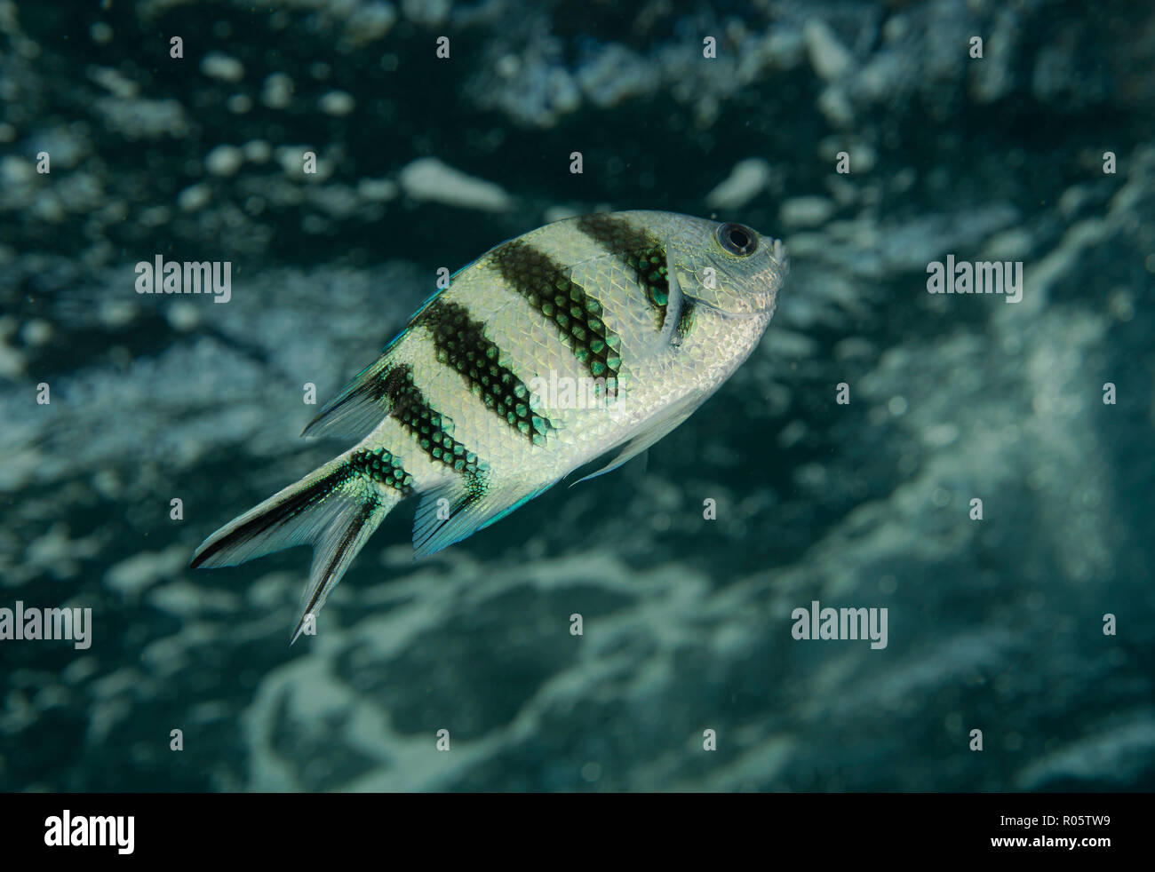 Indo-Pacific sergeant, Sergeant major or Common sergeant, Abudefduf vaigiensis, swimming in surface water, Red sea, Hamata, Egypt Stock Photo