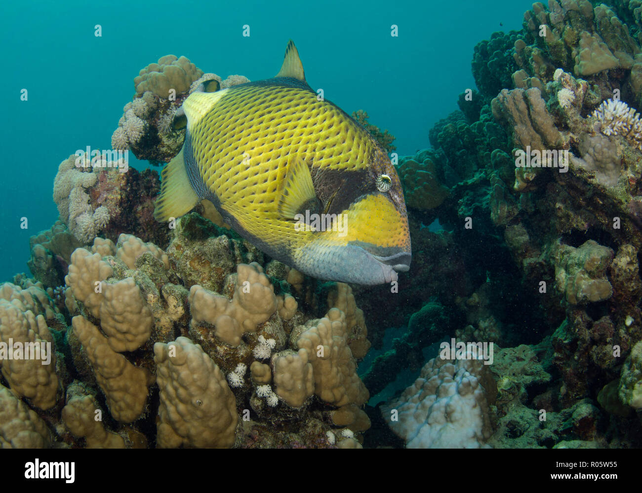 Titan triggerfish, Balistoides viridescens, on coral reef, Hamata, Red Sea, Egypt Stock Photo