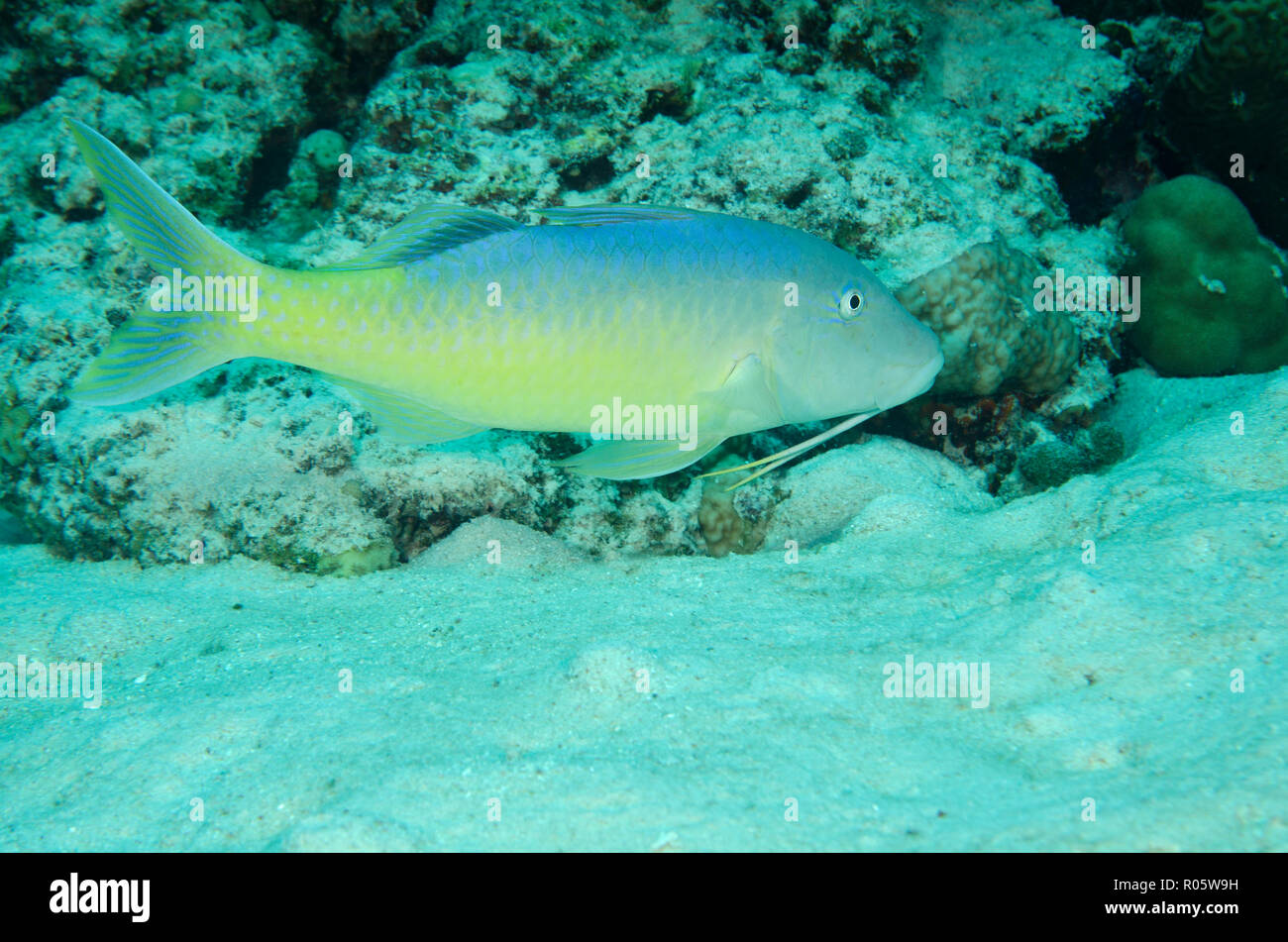 Yellowsaddle goatfish, Parupeneus cyclostomus, on coral reef, Hamata, Egypt, Red Sea Stock Photo