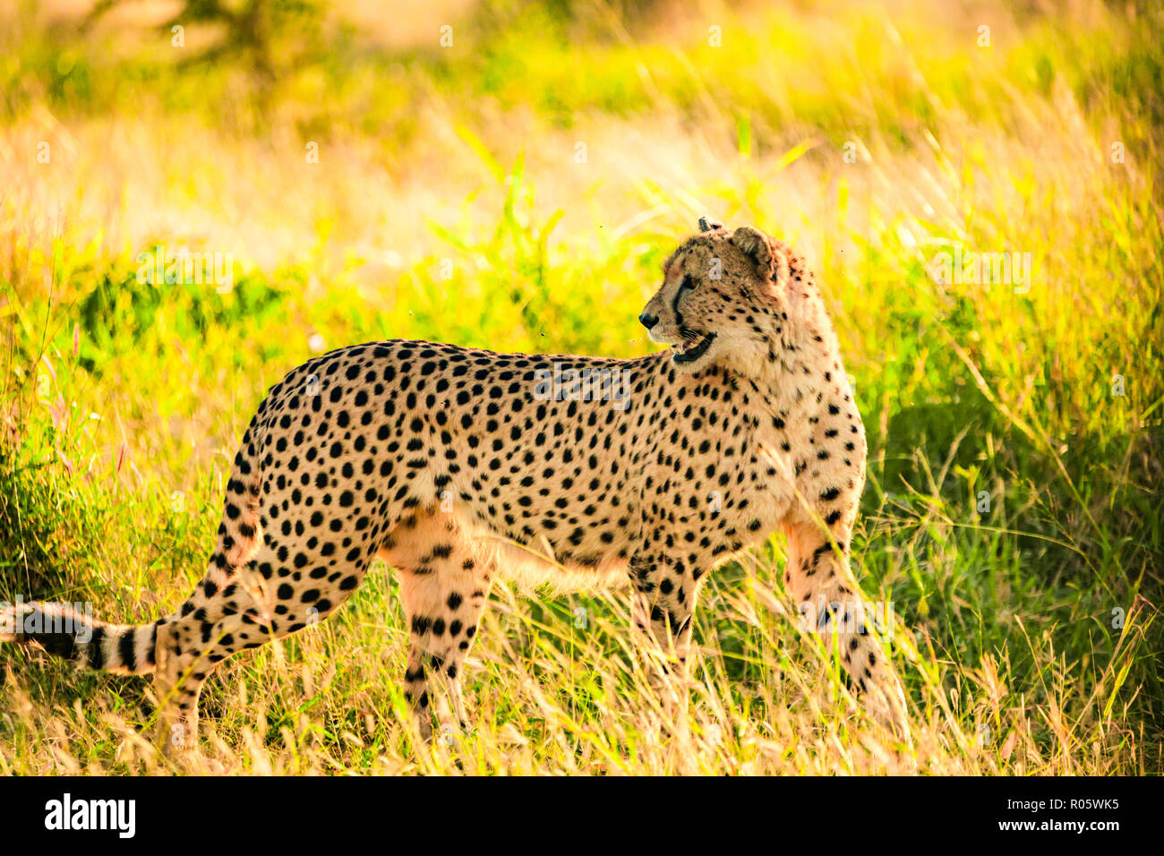 Cheetah (Acinonyx jubatus), Zululand, South Africa, Africa Stock Photo