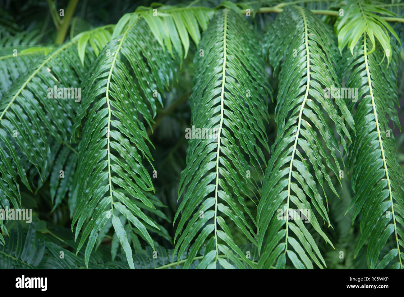 Beautiful fronds of the fern, Cibotium cumingii Stock Photo