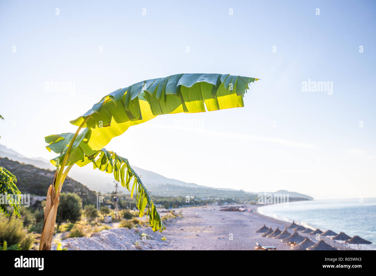 Banana tree with bananas on the beach background. Albania Stock Photo