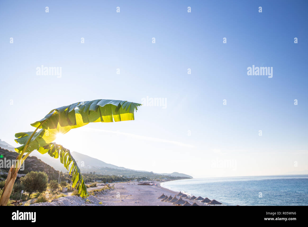 Banana tree with bananas on the beach background. Albania Stock Photo