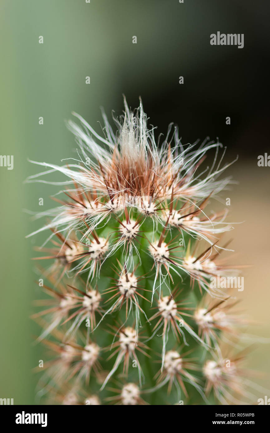 Oreocereus is a genus of cacti, known only from high altitudes of the Andes. Its name means 'mountain cereus'. Stock Photo