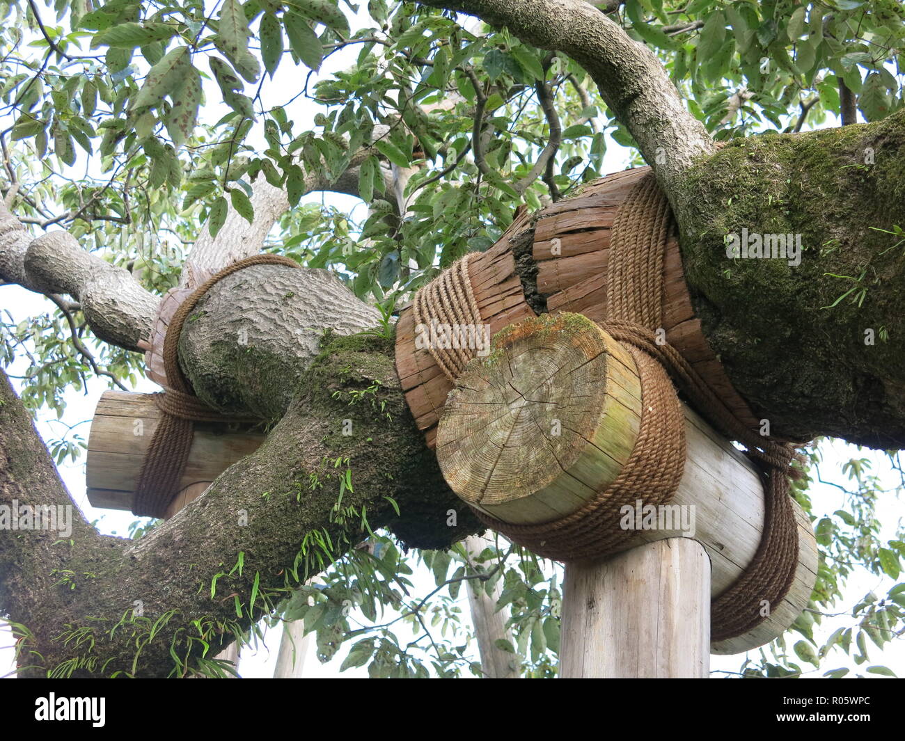 Close-up of some sturdy tree support and protection for a very old tree in  a traditional Japanese garden Stock Photo - Alamy