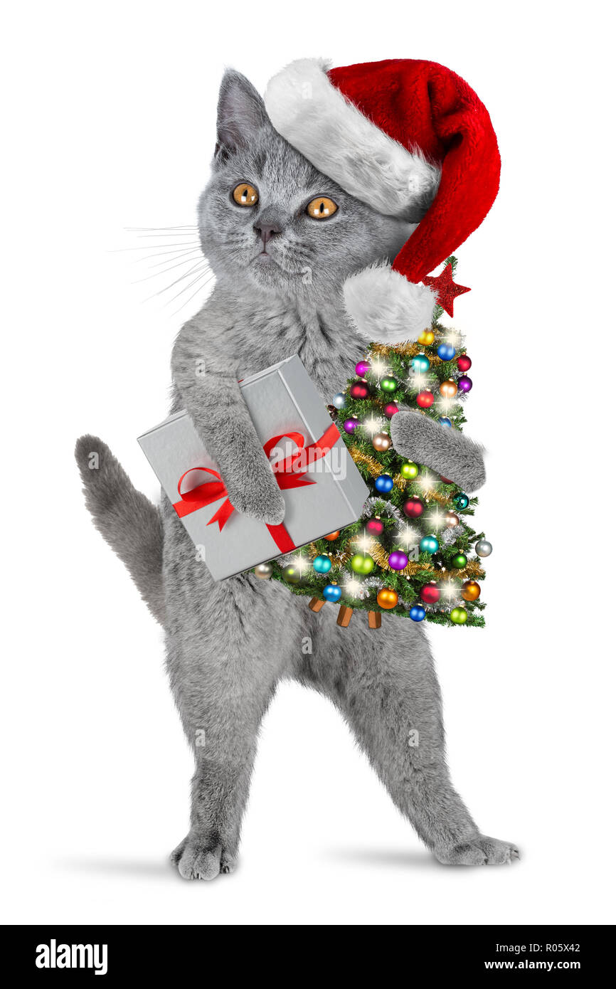 Christmas british shorthair kitten hi-res stock photography and images -  Alamy