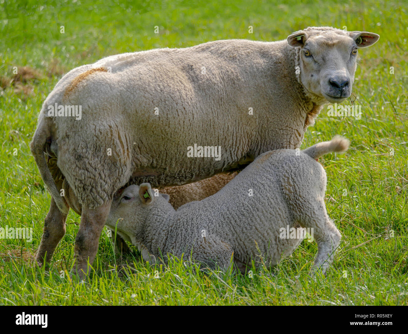 Lamb Drinking Milk Stock Photos & Lamb Drinking Milk Stock Images Alamy