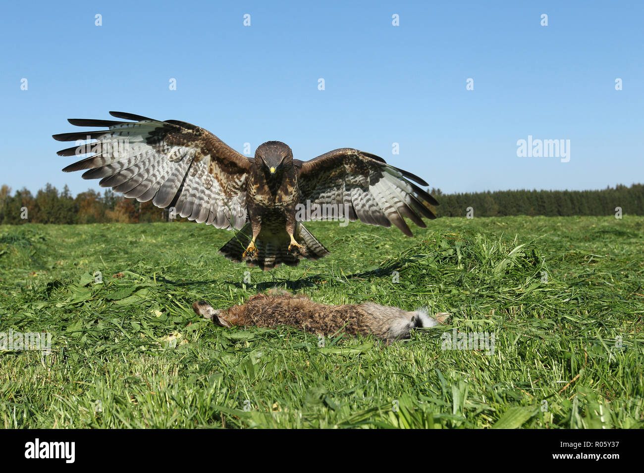 Steppe buzzard (Buteo buteo) lands at dead mown European hare (Lepus europaeus) Allgäu, Bavaria, Germany Stock Photo