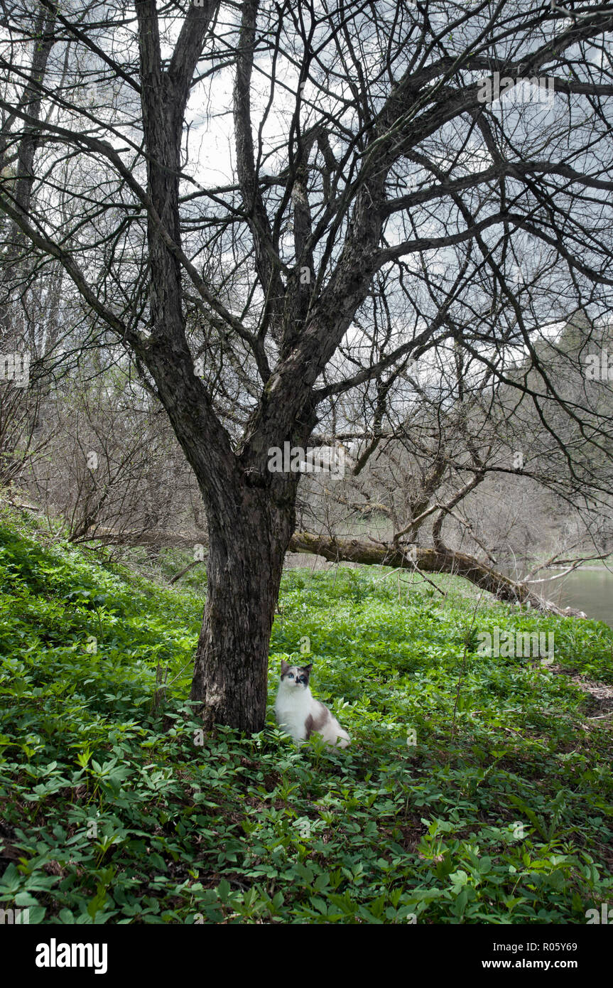A calico cat sitting under a tree in summer Stock Photo