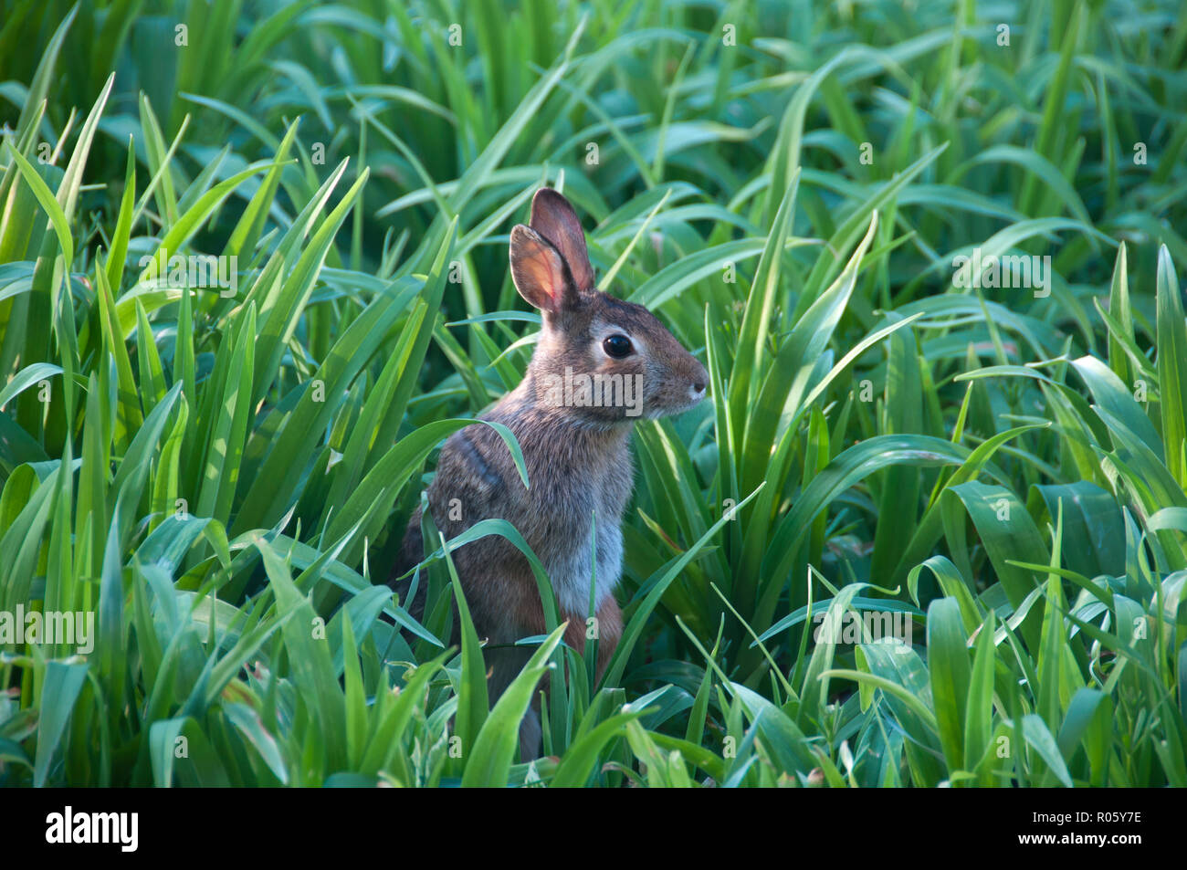 Rabbit hiding in tall grass Stock Photo
