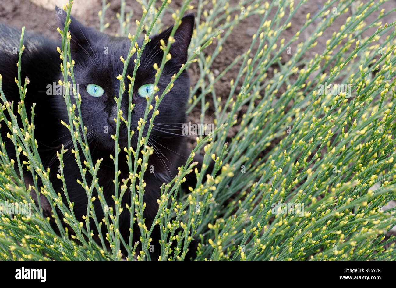 A black cat peeking out from behind a flowering plant. Stock Photo