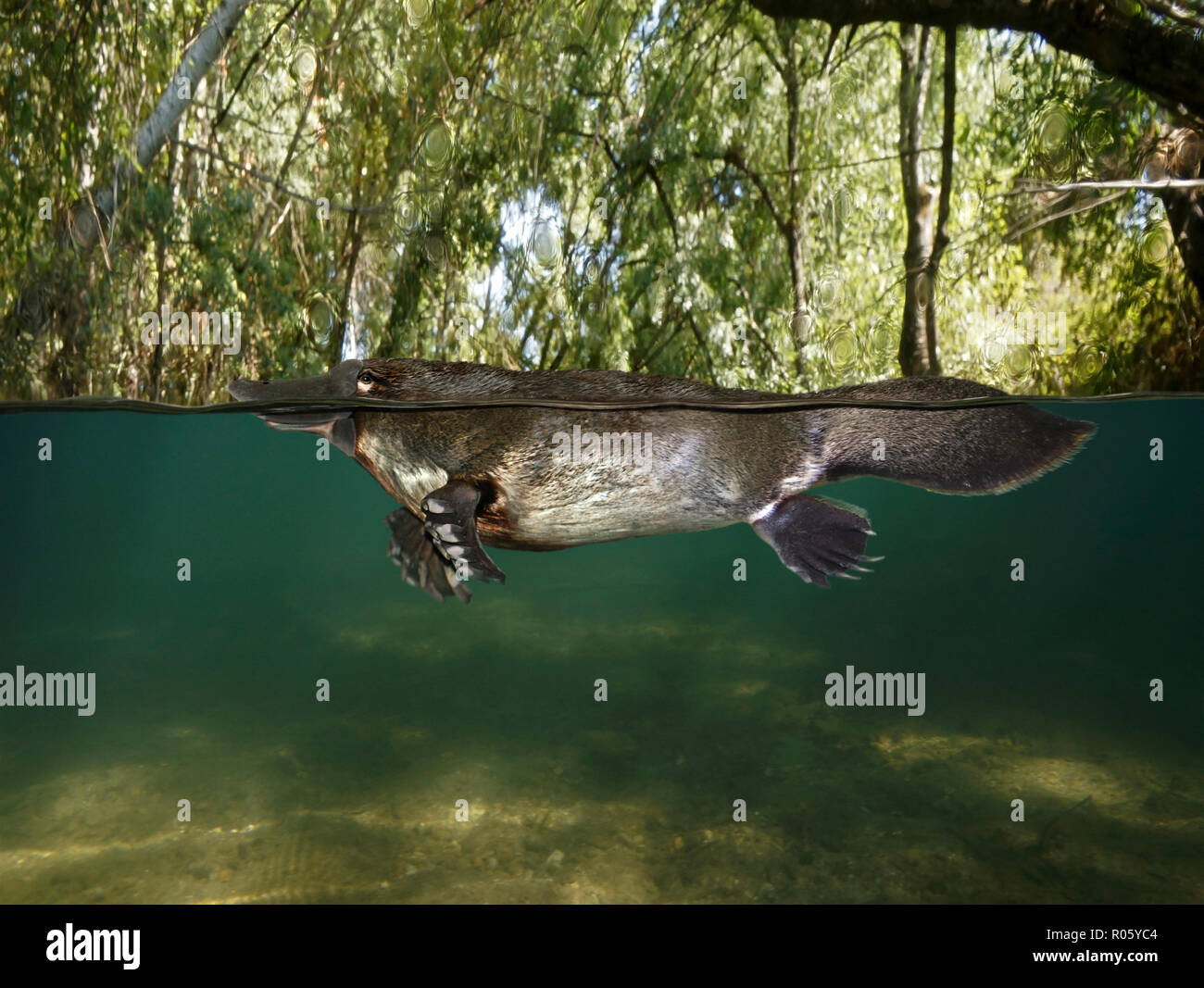 Duck Billed Platypus High Resolution Stock Photography and Images Alamy