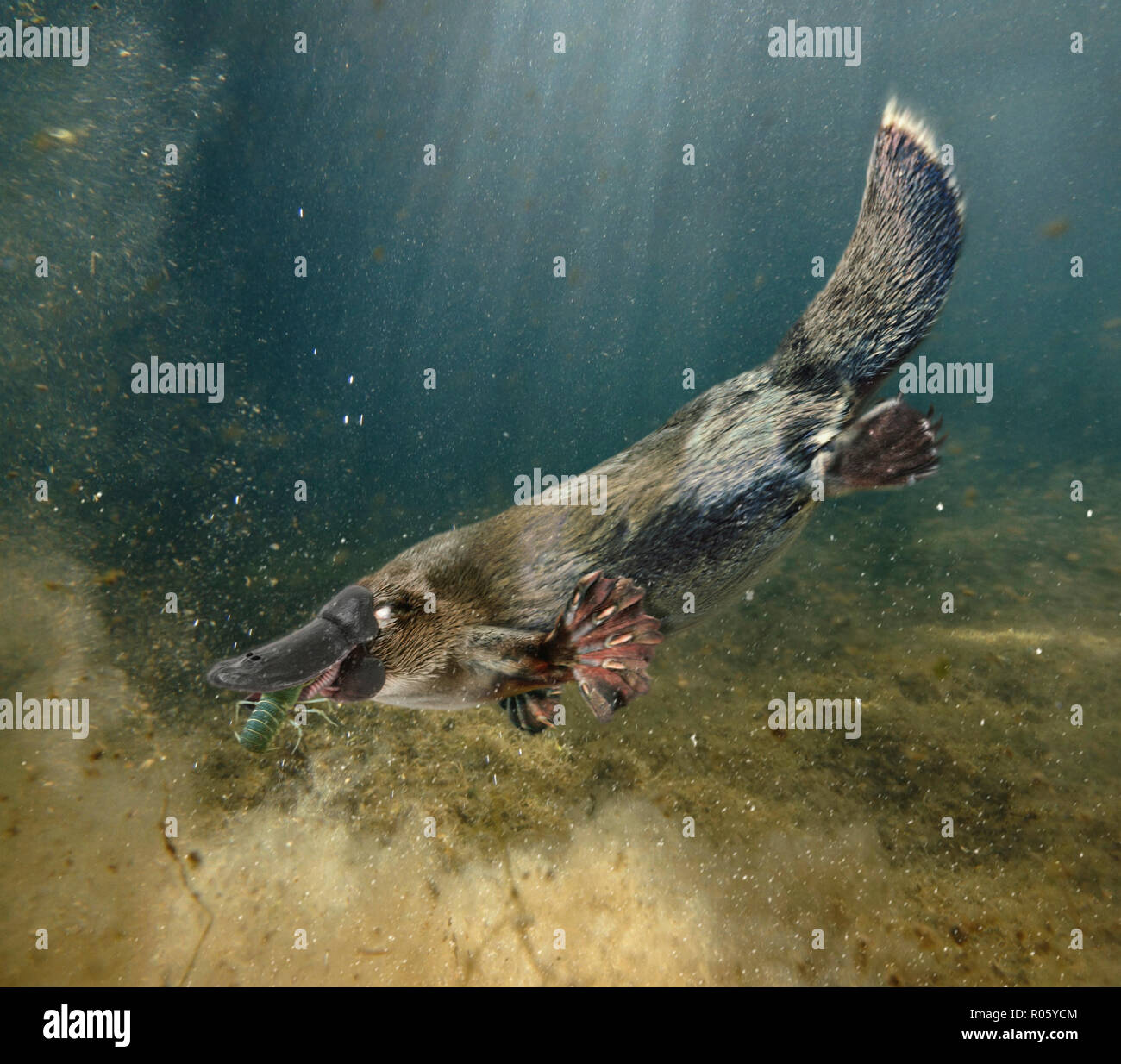billed platypus, Ornithorhynchus anatinus, eating a ... Biology Diagrams