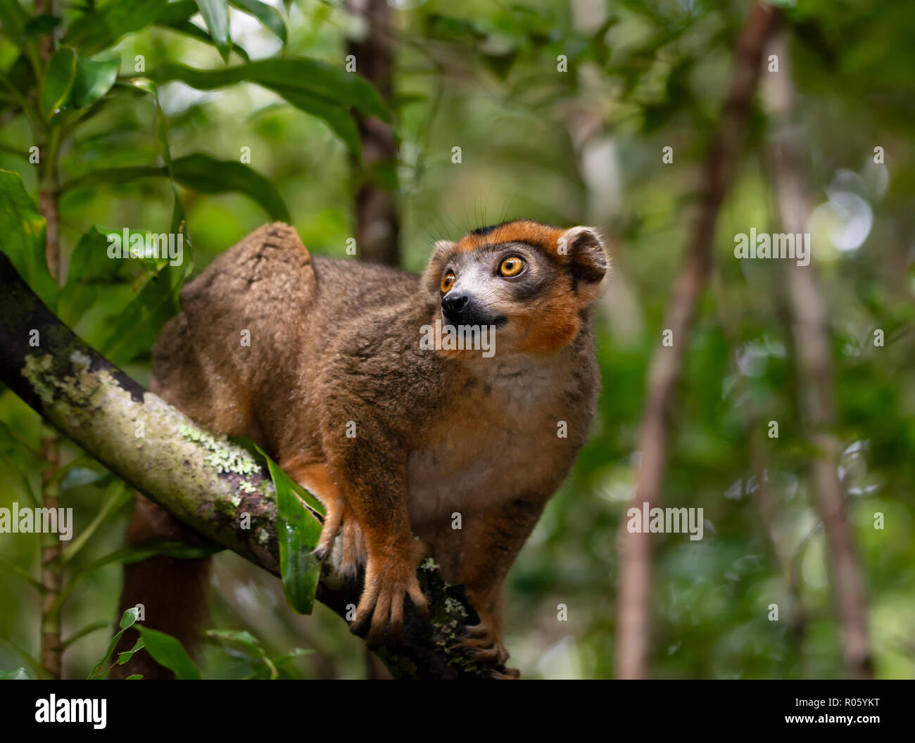 Lemur male (Eulemur coronatus) in the forests of Ankarana, Northwest Madagascar, Madagascar Stock Photo