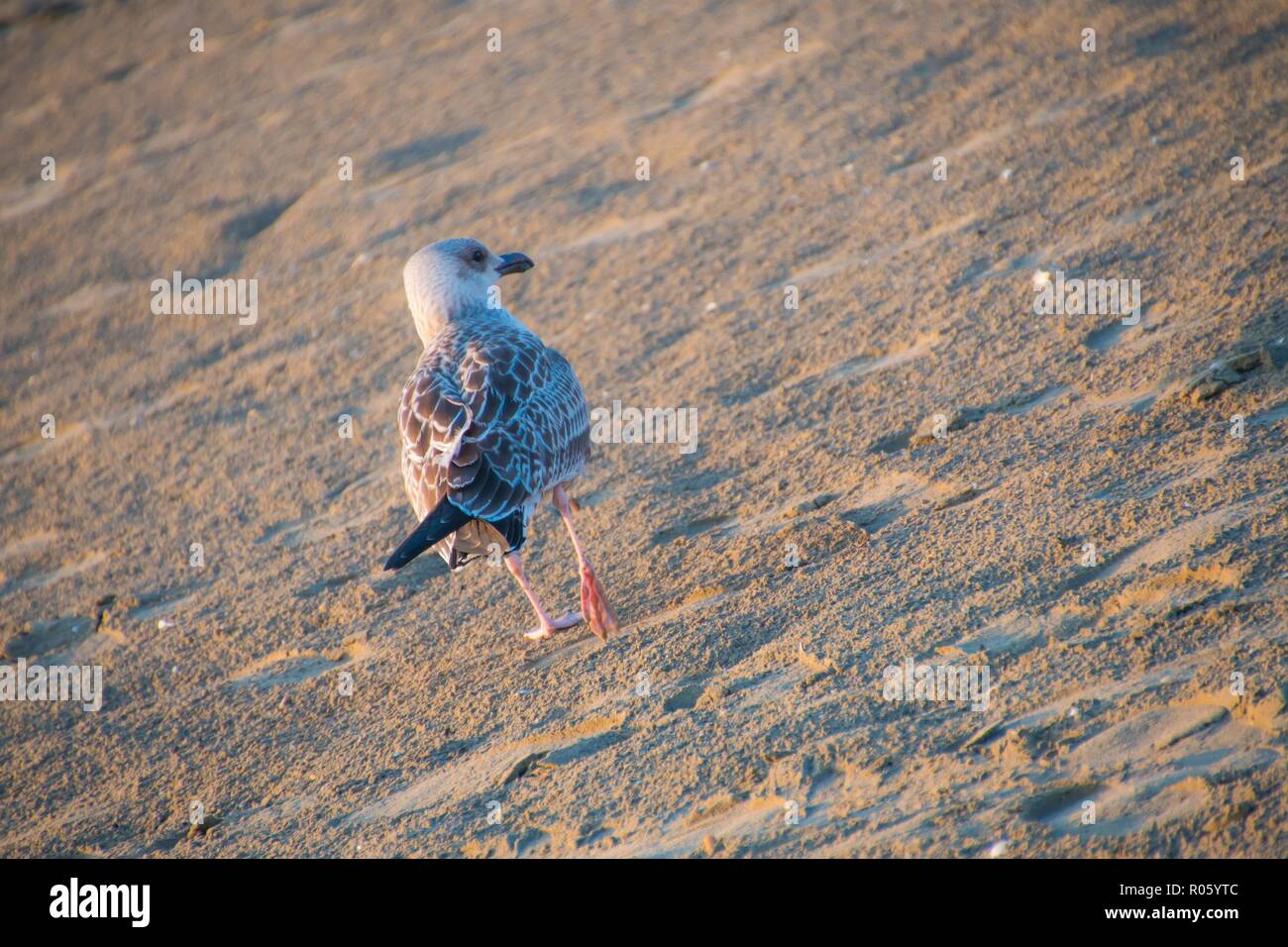 Back seagull walks on the sand of the beach Stock Photo