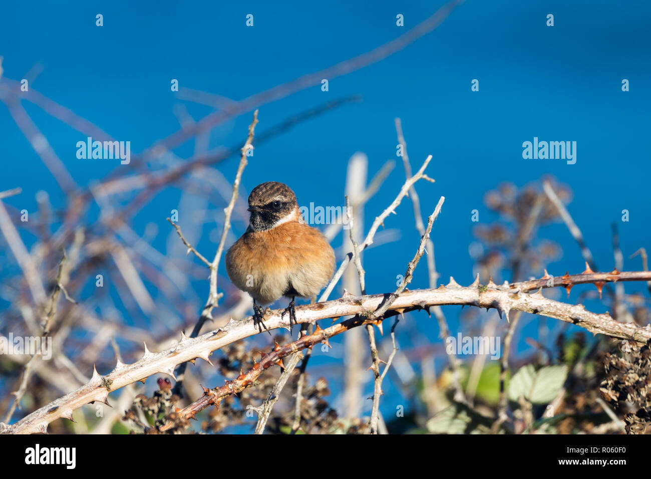 Juvenile Stonechat (Saxicola rubicola) in sunlight with blue sea nackground Stock Photo