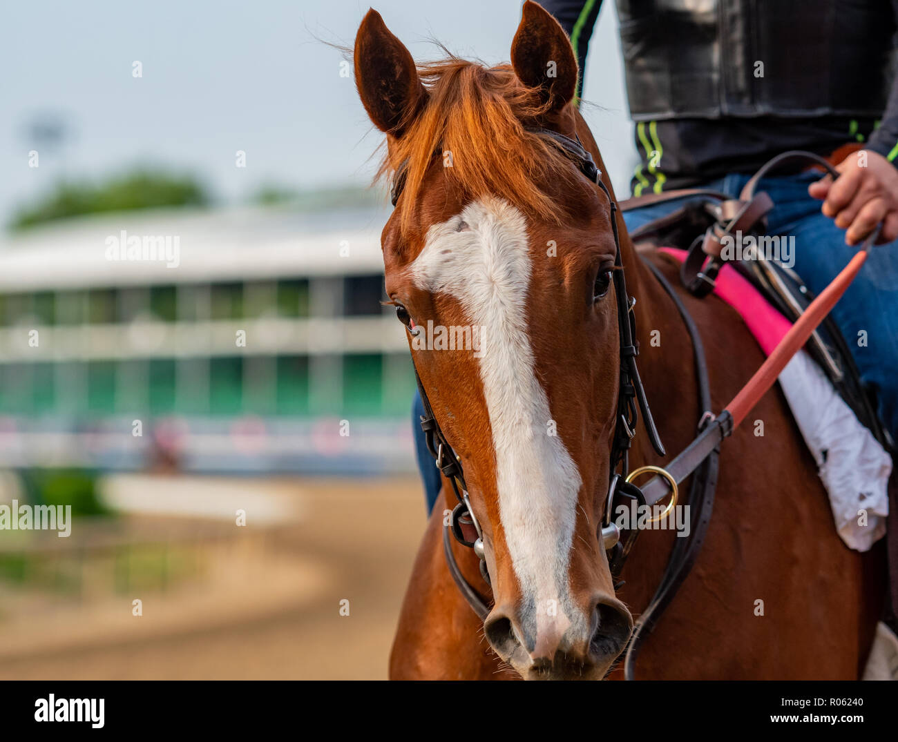 Close Up of Horse With Curious Head Tilt with jockey Stock Photo Alamy