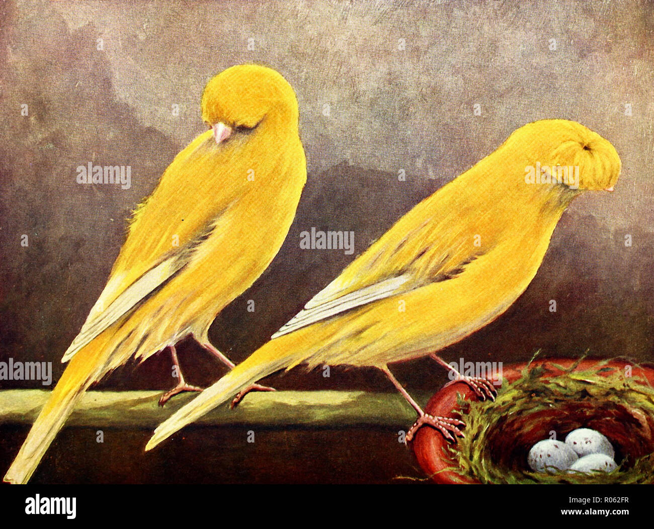 Clear Yellow Crest-Bred and Crested Canaries Stock Photo