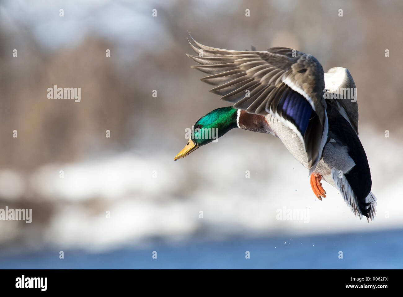 Flight of the mallard male winter Stock Photo