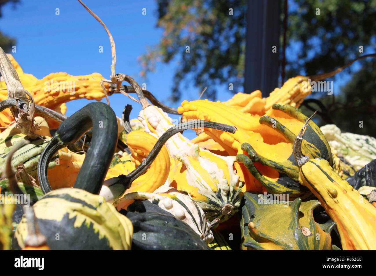 Gourds waiting to be chosen at a very popular pumpkin patch called Hawk's Pumpkin Patch in Winston-Salem, NC. Stock Photo