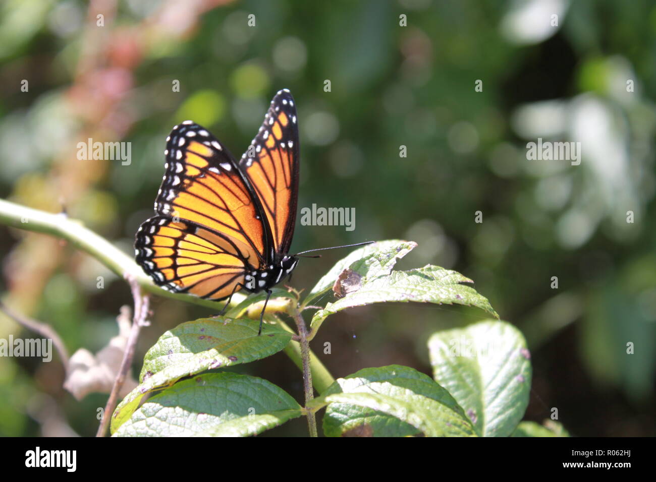 Monarch Butterfly in North Carolina Stock Photo
