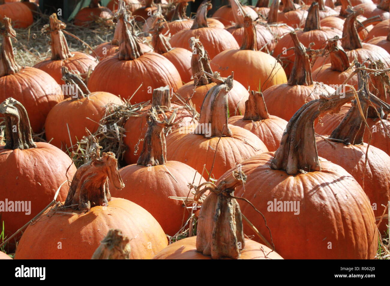 O medium hi-res stock photography and images - Alamy