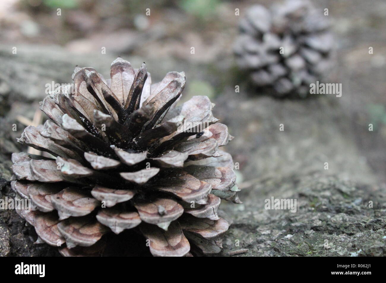 Pine cone sitting on the ground. Stock Photo